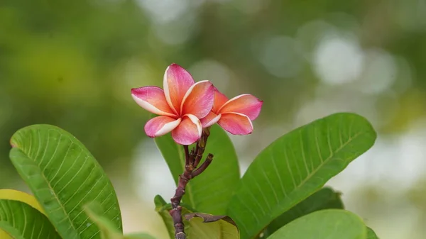 Close Flores Frangipani — Fotografia de Stock