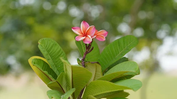 Крупним Планом Квіти Франгіпані — стокове фото