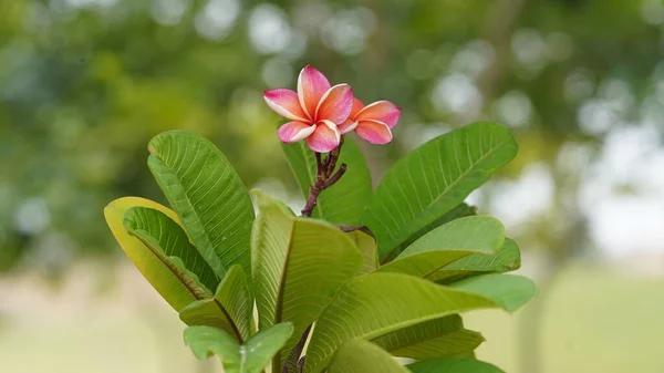 Close Frangipani Flowers — Stock Photo, Image