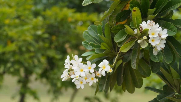 Szoros Leelawadee Virág Természetes Háttér — Stock Fotó