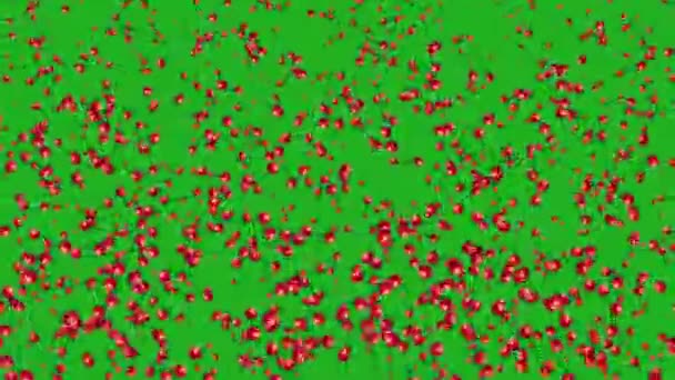 Red Balls Moving Animated Green Screen — Video
