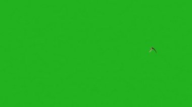 Animated Eagle Flying Footage Video On Green Screen 