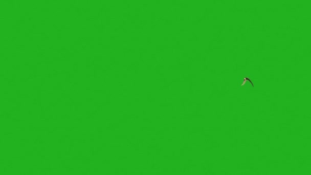 アニメイーグルフライング映像緑の画面でビデオ — ストック動画