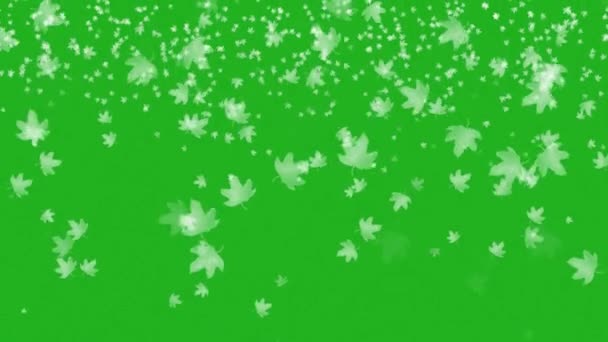 Slow Motion White Shiny Leaves Falling Top Video Zielonym Ekranie — Wideo stockowe