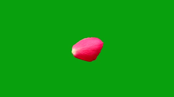Rose Πέταλο Λάμψη Γραμμές Επίδραση Πράσινο Φόντο Οθόνη — Αρχείο Βίντεο