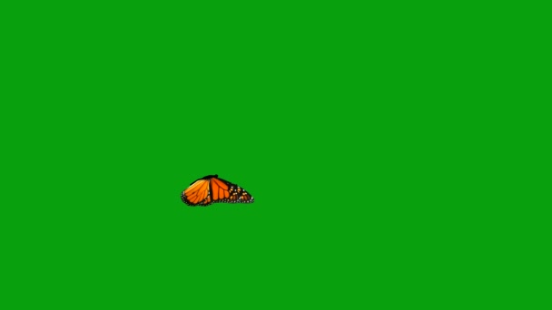 Живая Красочная Бабочка Летает Вокруг Эффекта Зеленом Экране — стоковое видео