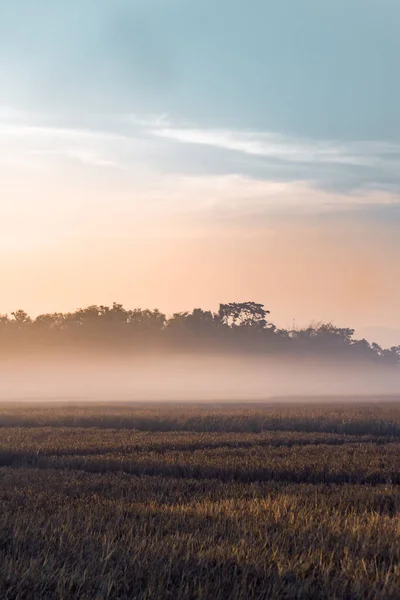 Foggy winter morning in village Field, selective focus