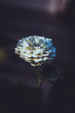 White rose in dark background, White rose of york, selective focus, blur background
