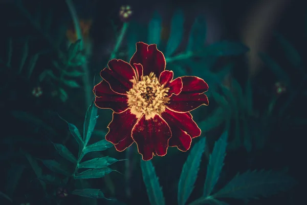 French marigold, red French marigold flower, selective focus, blur background, flower in the garden, flower in dark background