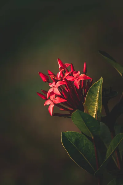 Jungle geranium, Ixora coccinea, West Indian Jasmine flower in the garden, selective focus, blur background