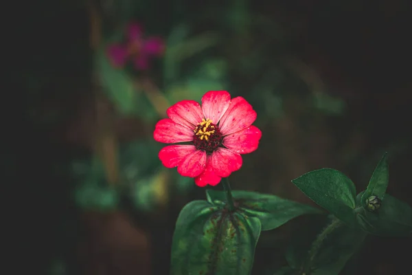 Red Common zinnia, elegant zinnia, selective focus, blur background, flower in the garden, flower in dark background