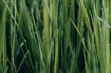 Kış sabahı, sisli sabah, Altın Saat, Pirinç Tarlaları: Sihrin Olduğu Yer, Pirinç Tarlaları, Sabah Işığında Huşu Veren