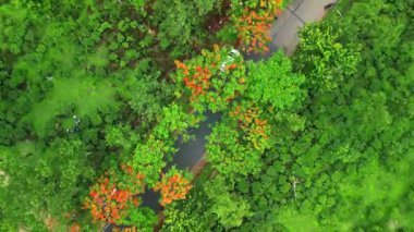 Sreemangal 'da güzel bir yol, Bangladeş Kızıl Çiçekler ve Çay Bahçeleriyle çevrili