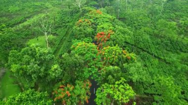 Sreemangal 'da güzel bir yol, Bangladeş Kızıl Çiçekler ve Çay Bahçeleriyle çevrili