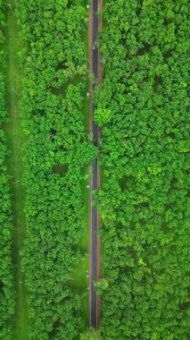 Sreemangal 'daki Çay Bahçesi Yolu, Sylhet, Bangladeş
