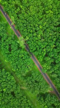 Sreemangal 'daki Çay Bahçesi Yolu, Sylhet, Bangladeş