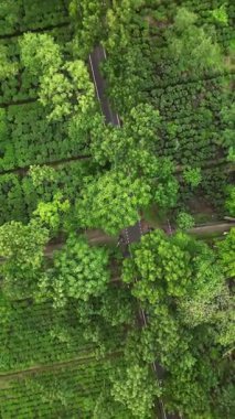 Sreemangal 'daki Çay Bahçesi Yolu, Sylhet, Bangladeş