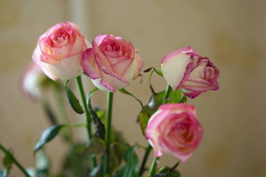 roses, flower, wedding concept