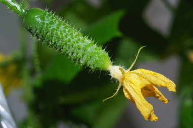 close up of insect growing in garden
