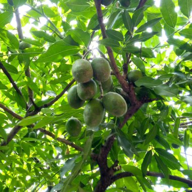 green ambarella tree with fruits
