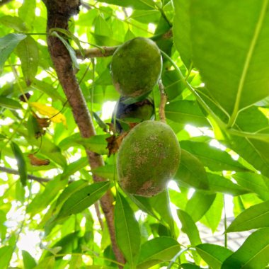 green ambarella fruit on tree