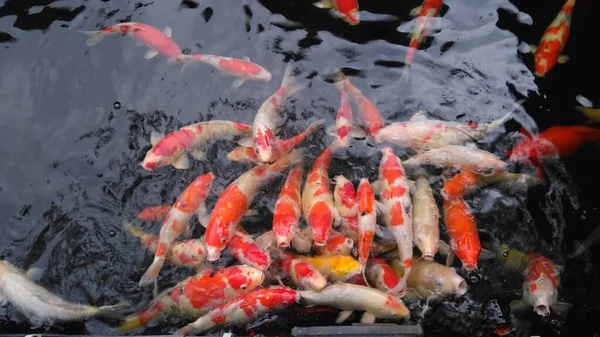 Red Fish Lake — Stock Photo, Image