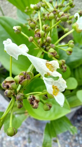 White Flowers Plant — Stock Photo, Image