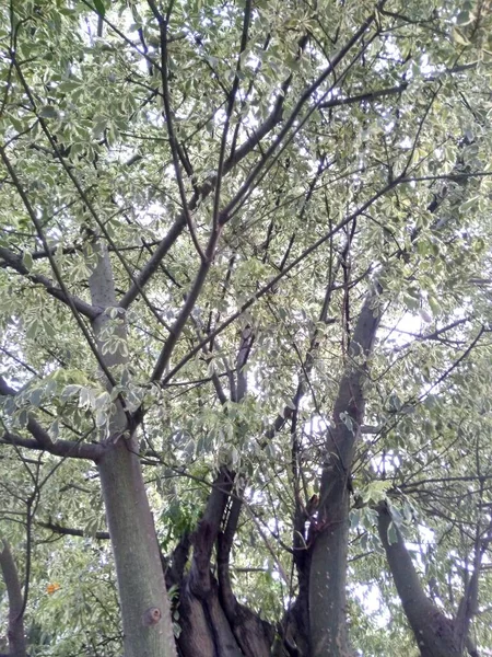 a beautiful tree with flowers on a background of blue sky