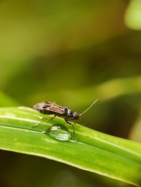 fly on a leaf on a green background