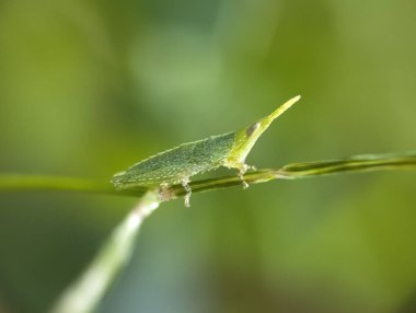 green grasshopper insect, flora, fauna