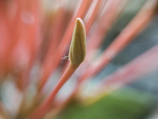 Nahaufnahme Einer Pflanze Mit Langen Blättern — Stockfoto