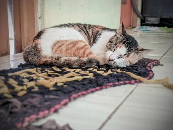 Een Kat Slaapt Een Tapijt Vloer — Stockfoto