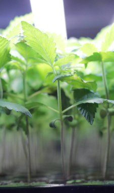 Yeşillik içeren canlı kenevir bitkisi, doğal güzelliğinin ve potansiyelinin bir kanıtı.