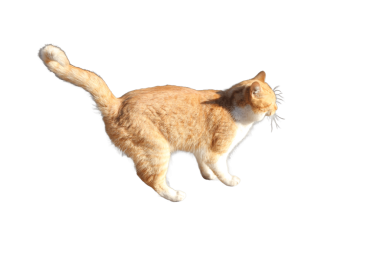 Bir kedinin zarafetini ve güzelliğini yakalayan büyüleyici bir görüntü. Kedi dostluğunun çekiciliğini resmetmeye çalışan projeler için mükemmel..