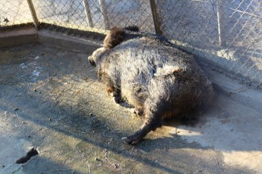 Yaban Domuzu Dinlenmesi: Doğanın Sarılması İçin Huzur