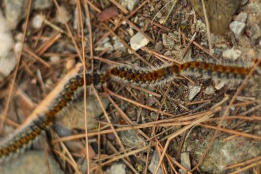 İşlemci tırtılların karmaşık yuvalarına tanık olun. Bu büyüleyici yaratıklar tarafından, toplumsal yaşam döngüleri için bir barınak olarak titizlikle tasarlandı. Bu ipek dokuma mucizeleri,