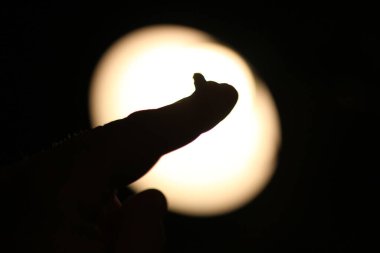 Büyüleyici makro fotoğrafçılık yoluyla sigaranın karmaşık detaylarına doğru bir keşif yolculuğuna çıkın..
