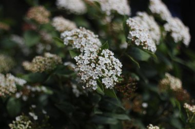 Botanik Bea yaprakları ve canlı renkler, çiçeklerin yakın plan çekimlerinde, doğanın karmaşık ayrıntılarını ve büyüleyici güzelliğini gözler önüne seren sahnenin merkezindedir.