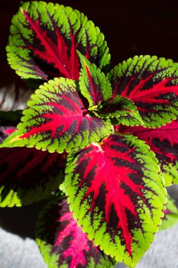 Doğanın kaleydoskopik güzelliğini Plectranthus scutellarioides 'in bu çarpıcı görüntüsüyle kutlayın.