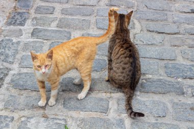 Meet the charming duo of urban street cats, one adorned in vibrant orange fur while the other sports a striking striped coat of gray and white, exemplifying the resilient spirit of city-dwelling felines clipart
