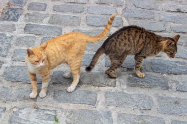 Meet the charming duo of urban street cats, one adorned in vibrant orange fur while the other sports a striking striped coat of gray and white, exemplifying the resilient spirit of city-dwelling felines clipart