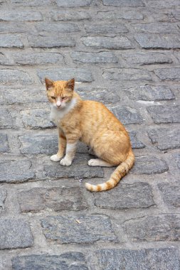 Meet a remarkable half-blind stray cat, showcasing resilience and warmth in its vibrant orange fur despite life's challenges clipart
