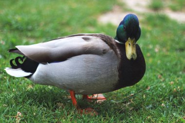 Yeşil başlı erkek Mallard 'ın ruhani güzelliğini yakalayan bu hayalperest çekim, yumuşak, bulanık bir arkaplan yaratmak için geniş bir açıklık kullanır. Ördeğin canlı renklerini ve dingin ifadesini vurgular..