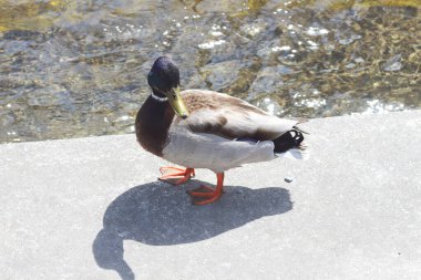 Kafasında pırıl pırıl yeşil tüyleri olan canlı bir erkek Mallard Zürih 'te güneşin altında güneşleniyor. Bu güzel kuş şehrin arka planında doğanın zarafetinin çarpıcı bir örneğidir.