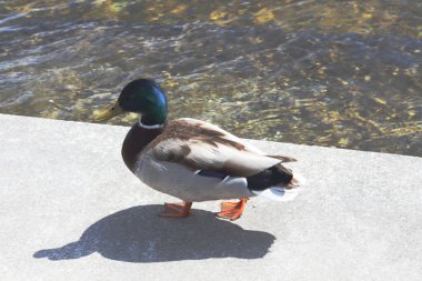 Kafasında pırıl pırıl yeşil tüyleri olan canlı bir erkek Mallard Zürih 'te güneşin altında güneşleniyor. Bu güzel kuş şehrin arka planında doğanın zarafetinin çarpıcı bir örneğidir.