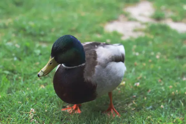 Stock image Capturing the ethereal beauty of a green-headed male Mallard, this dreamy shot uses a wide aperture to create a soft, blurred background, highlighting the duck's vibrant colors and serene expression.