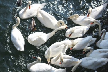 A dynamic image of a group of swans in a feeding frenzy, being fed bread on the calm waters of Zurich Lake. Perfect for nature, wildlife, and travel themes, capturing the lively and chaotic scene. clipart