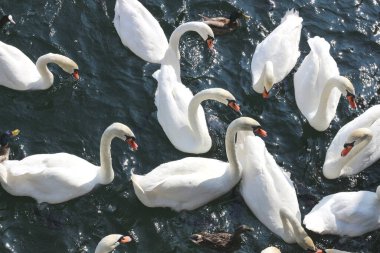 Zürih Gölü 'nün sakin sularında ekmek yiyen bir grup kuğu ve ördeğin dinamik görüntüsü. Doğa, vahşi yaşam ve seyahat temaları için mükemmel.