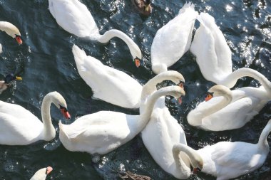 Zürih Gölü 'nün sakin sularında ekmek yiyen bir grup kuğu ve ördeğin dinamik görüntüsü. Doğa, vahşi yaşam ve seyahat temaları için mükemmel.