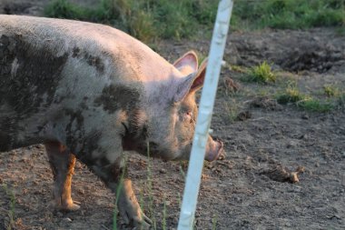 Çamurla kaplı tek bir domuz sihirli saatin sıcacık ışığında güneşleniyor. Sahne, domuzun doğal davranışını ve kırsal hayatın güzelliğini vurguluyor..